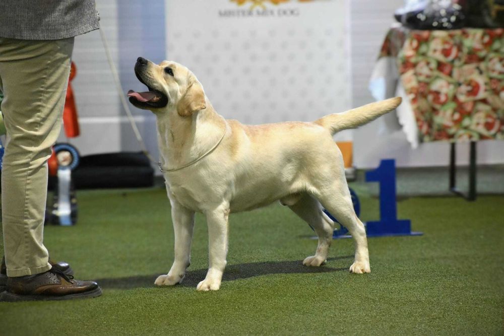 Labrador Retriever galben cu Pedigree valoros