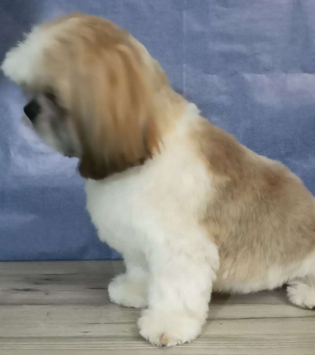 Груминг, стрижка кошек и собак