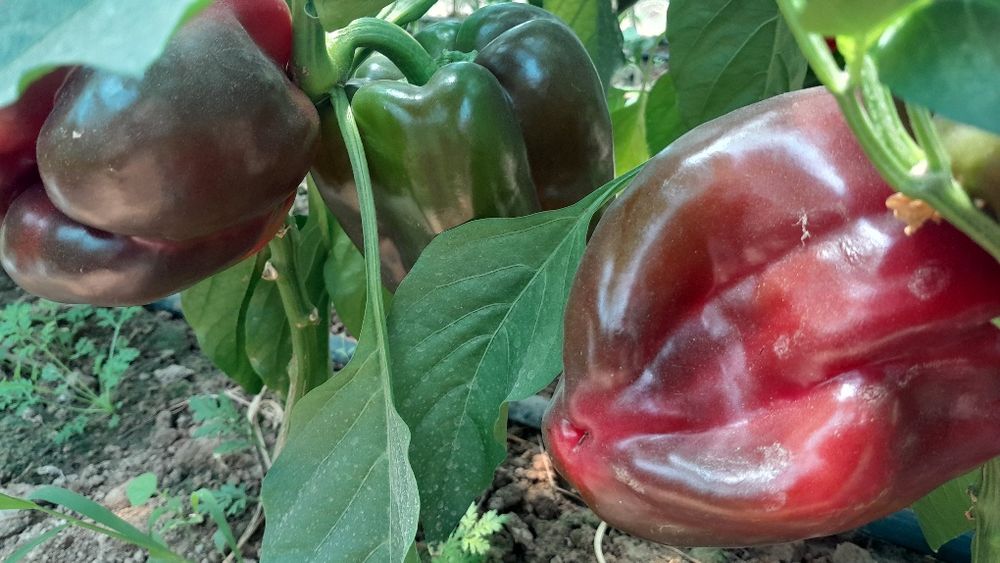 Болгарский светофор