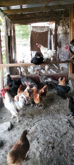 Продам индюков самца и 3самки