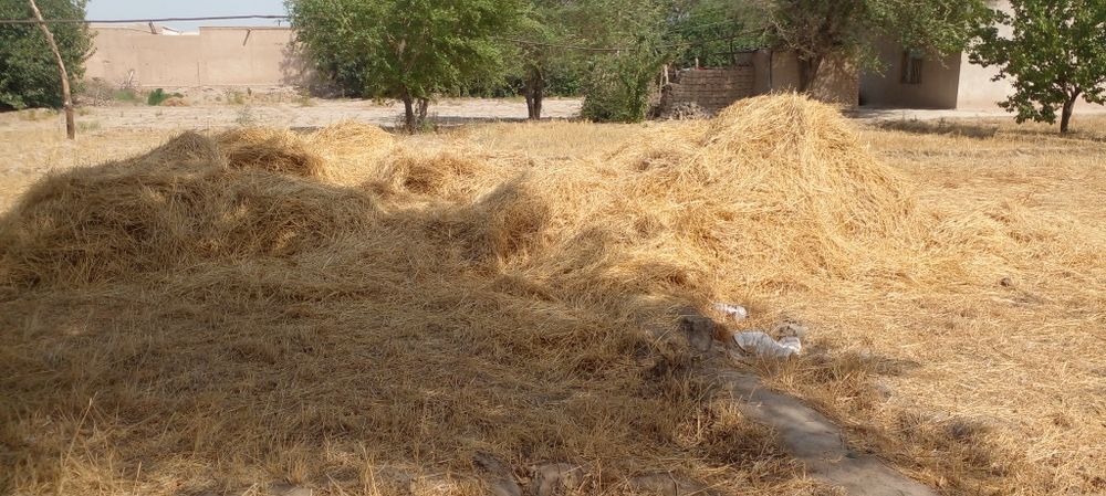 Narxi juda arzon 600 ming sõm