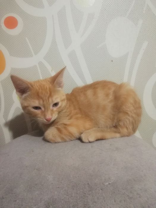 Котята ищут семью