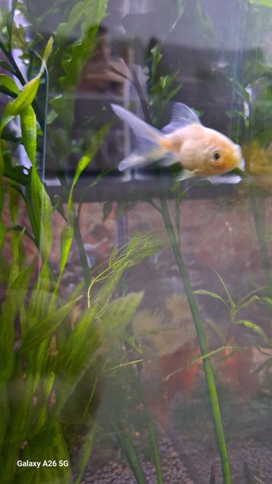 Продам золотых рыбок