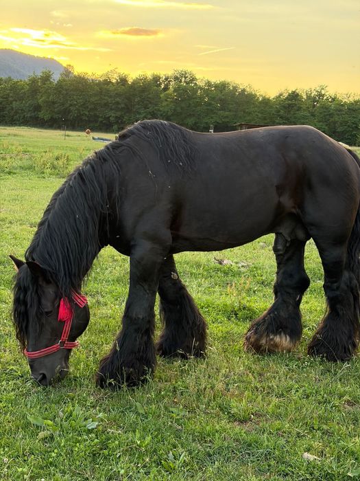 Armăsar belgian cu pedigree