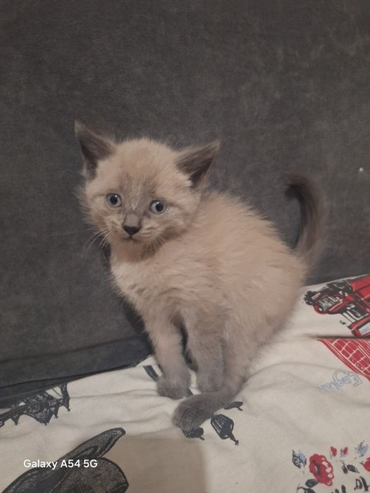 Отдам котят в добрые руки