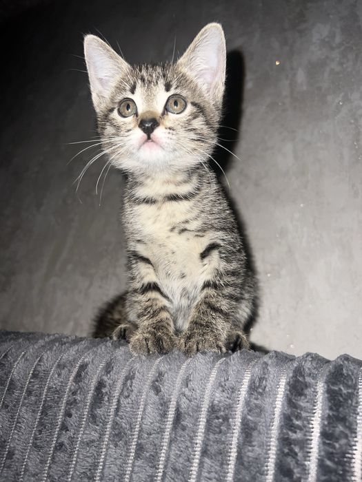 Отдаем милых котят