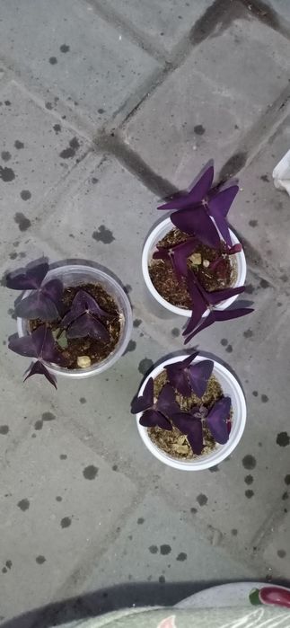 Продам комнатные растения