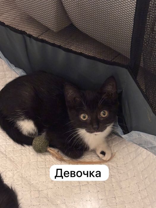 Раздаем котят. Два котенка, две девочки.
