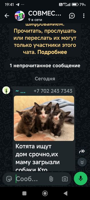 Щеночки Темиртау ищут ответственных хозяев