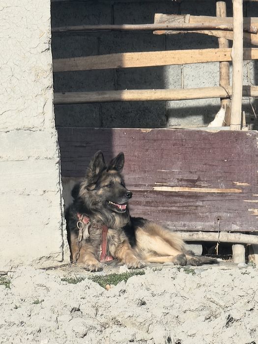 Уч йош ва соглом