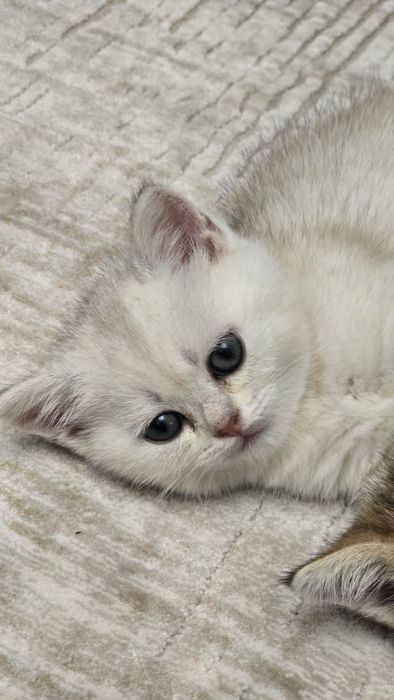 Продаются породистые котята (британская/шотландская линия)