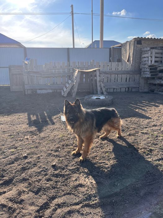 Продается Собака