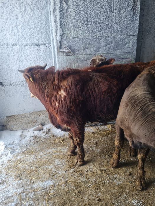 Продам бычков годовалый,