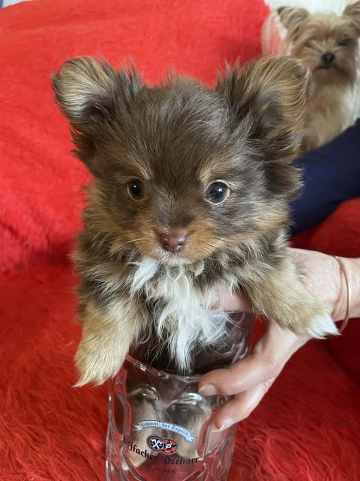 Здравейте продавам три малки Йоркита