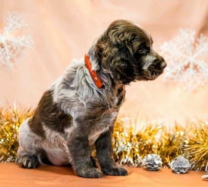 Шоколадные ушастики.