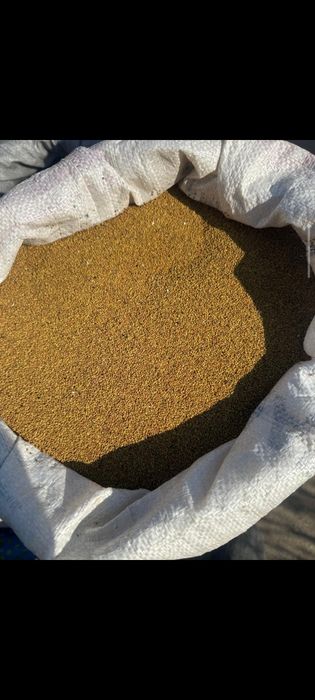 Zhonishka urygy, jonishka urigi