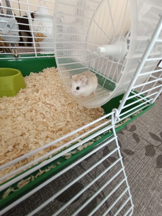 Donez hamsteri .