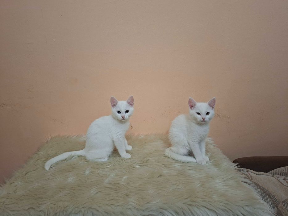Чисто бели котета