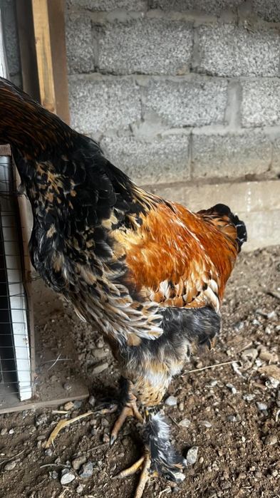 Құстар Қазақы қораз