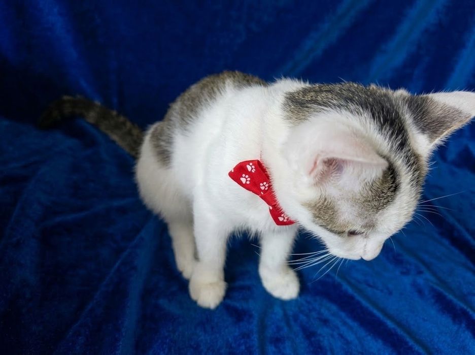 Котик интеллигент
