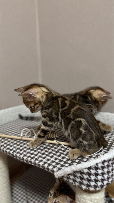 Бенгальские котята