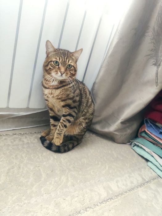 Нету гарантия даберенни