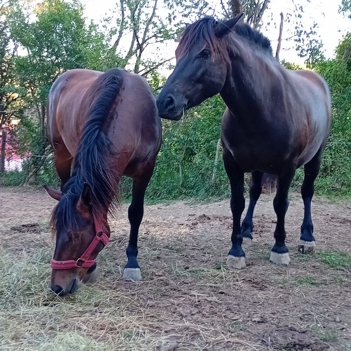 Vând mânză de 3 ani