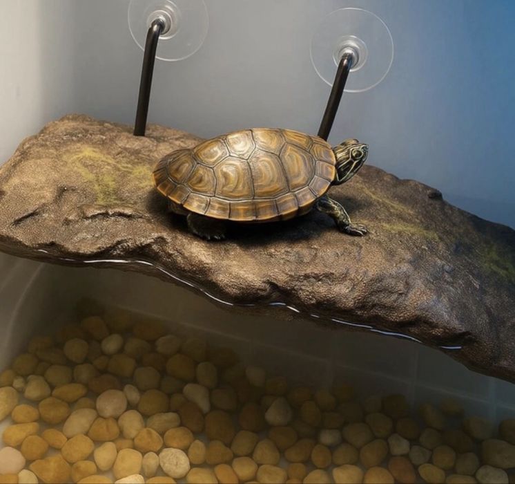 Broasca testoasa suport