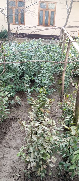 Лавровый лист Lavr bargi Лавр барги