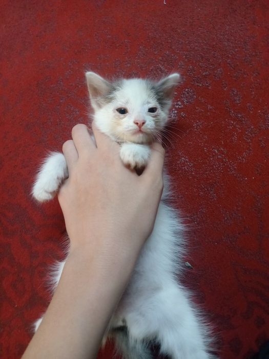 Отдам котёнка в добрые руки, девочка
