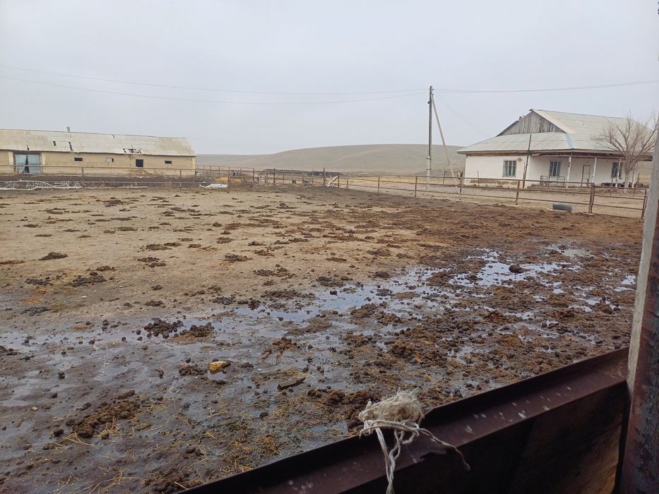 Продам крестьянское хозяйство.