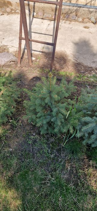 Продам Голубые ели,Эльдарские сосны