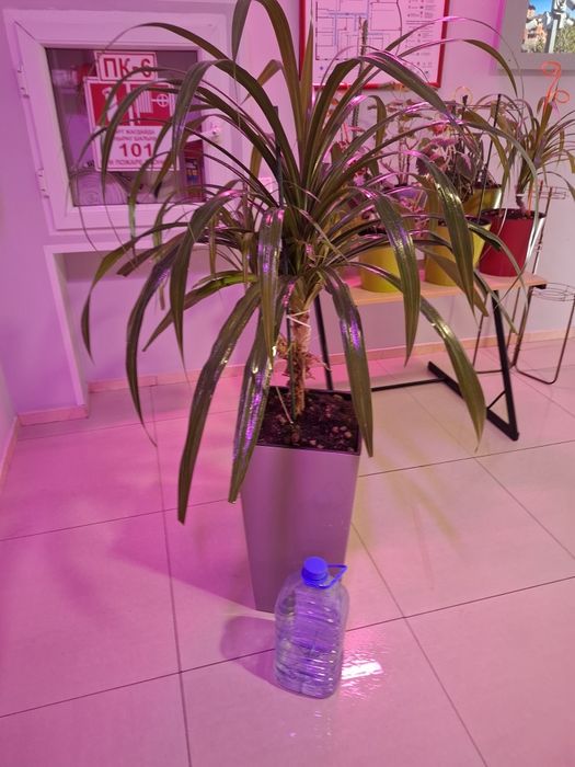 Продам цветы в офис ухоженные
