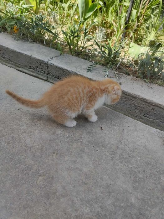 Mushuk bolasi sotiladi. Scottish fold