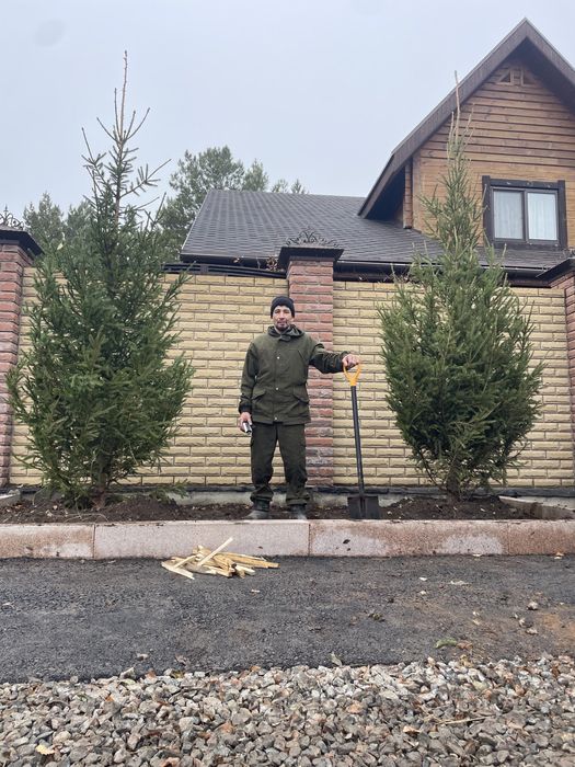 Голубые ели, Зеленые ели, Моржевкльник