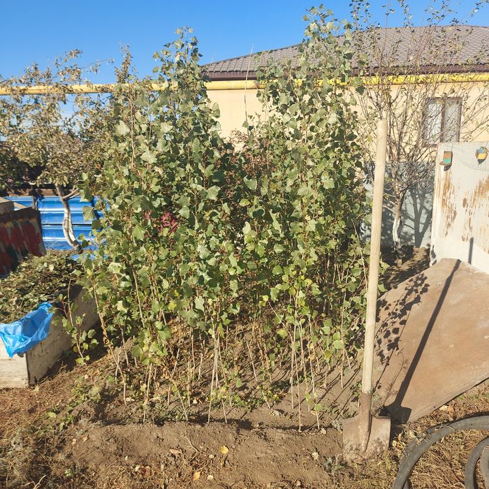 Продам пиромидальные тополи по 500тг