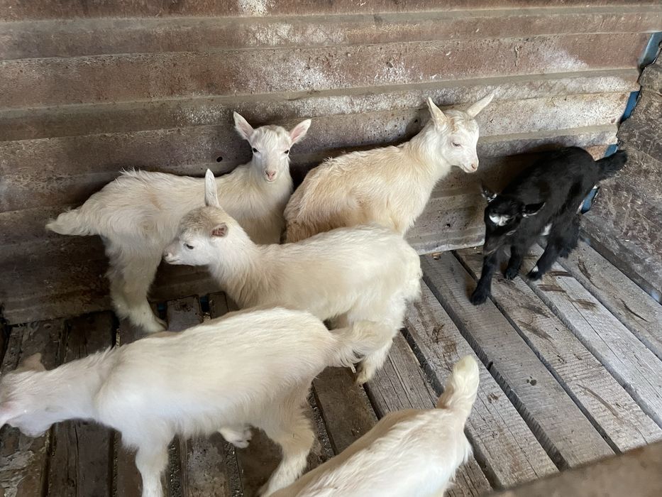 Козлята, лактар сутты ешкилерден