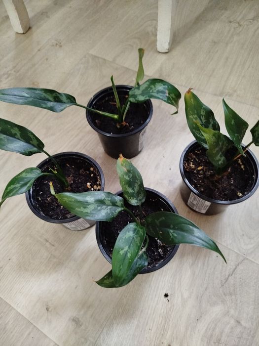 Комнатные цветы разные