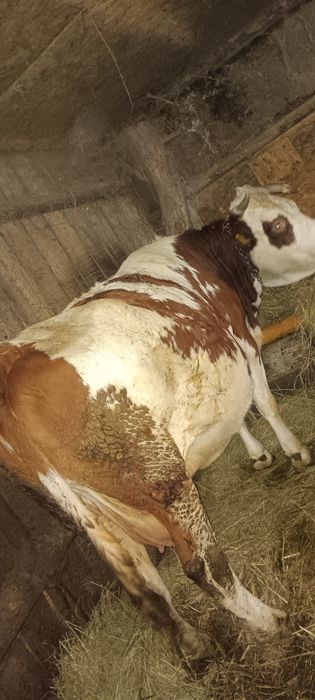 Vaca.                     .