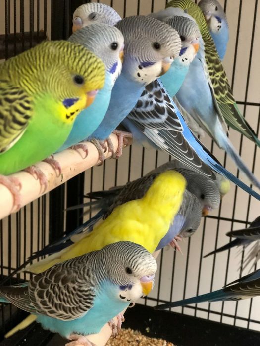 Попугай волнистые по 3500