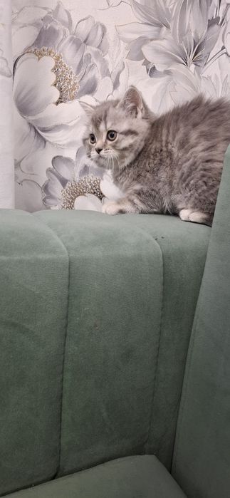 Шотландские скоттиш страйт котята