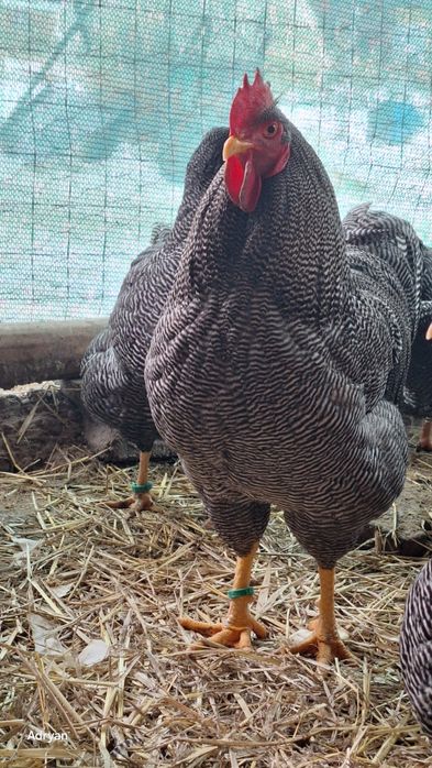 Vând oua pentru incubat