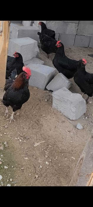 Qora tovuqlar chiroylik