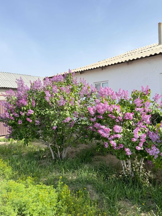 Сирень гүл исі күшті