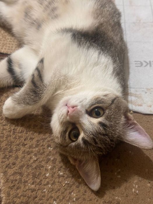 Отдадим в добрые и ответственные руки красивого котёнка