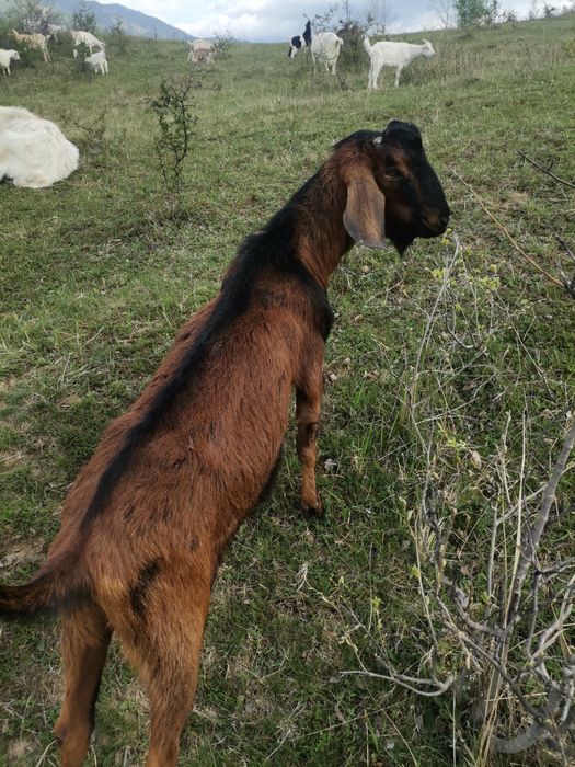 Vand 50 de capre Saanen si Anglonubian