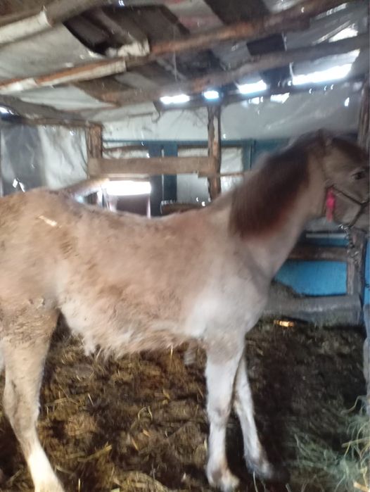 Продам кобылу и жеребчика