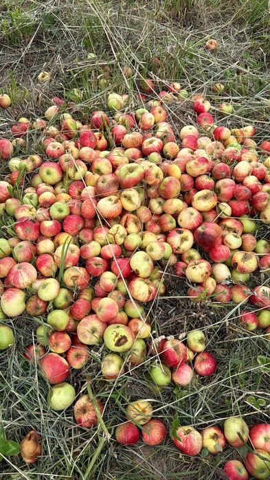 Продам яблоки для сухофрукты и компота
