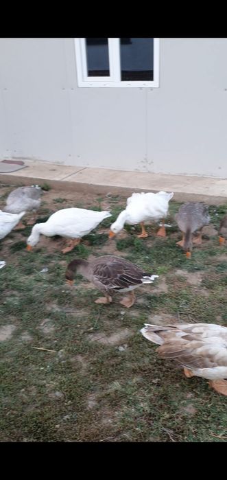 Gâște crețe mature sau boboci !