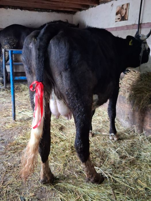 Vand sau schimb cu vacă de Tăiere